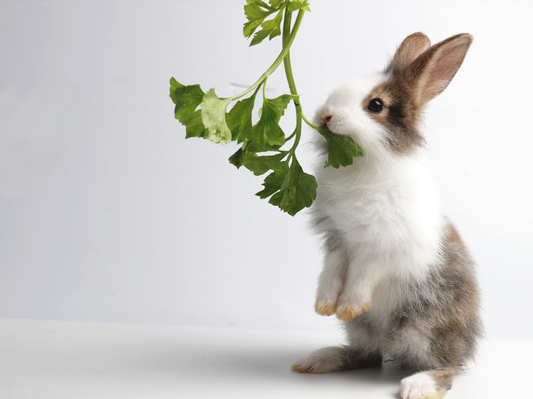 10 Rabbit Friendly Vegetables to Add to your Hay Salad