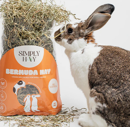 Bermuda Hay